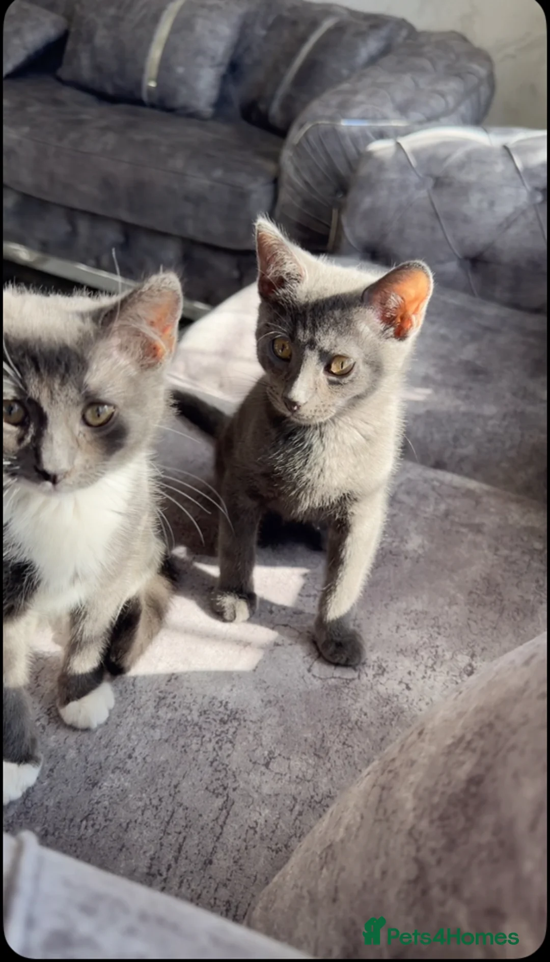 Russian Blue cats for sale: Russian blue kittens - Advert 1