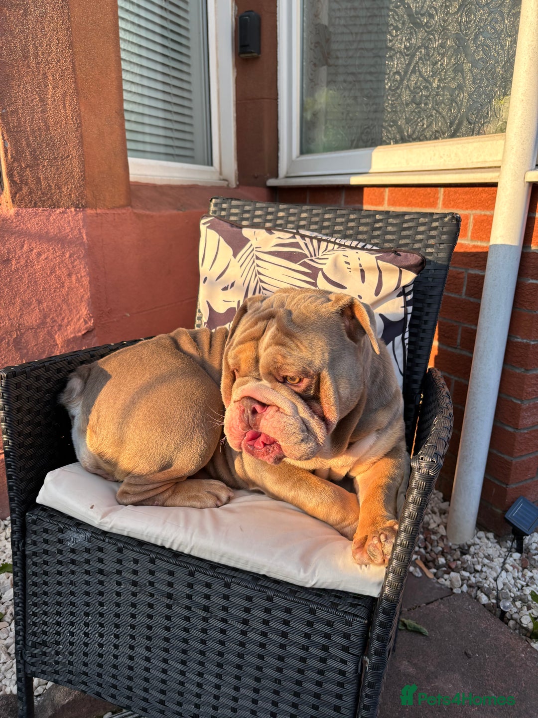 English Bulldog dogs for sale: Bulldog - Image 3