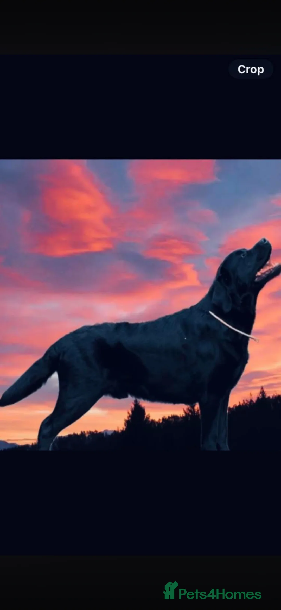 Labrador Retriever dogs for stud: Available for stud Branston  - Advert 4
