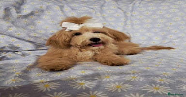 Maltipoo dogs in Oldham - Advert 4