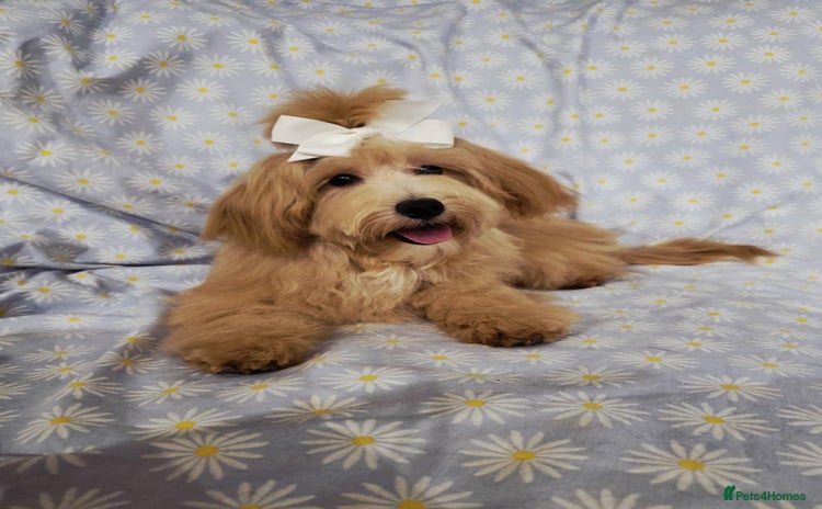 Maltipoo dogs in Oldham - Advert 4