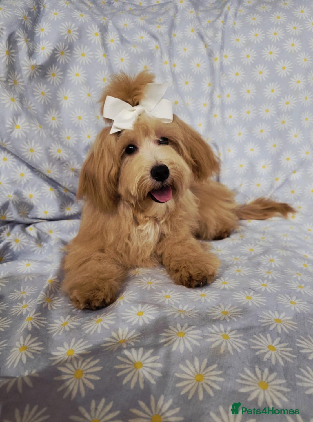 Maltipoo dogs for sale:  ** cute luttle maltipoo babies in Oldham - Image 2