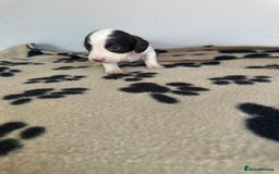 Cocker Spaniel dogs for sale: Working Cocker spaniel puppies  - Image 24