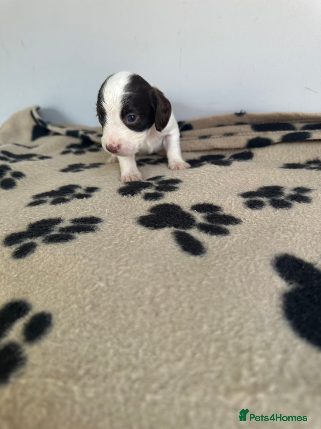 Cocker Spaniel dogs for sale: Working Cocker spaniel puppies  - Image 24