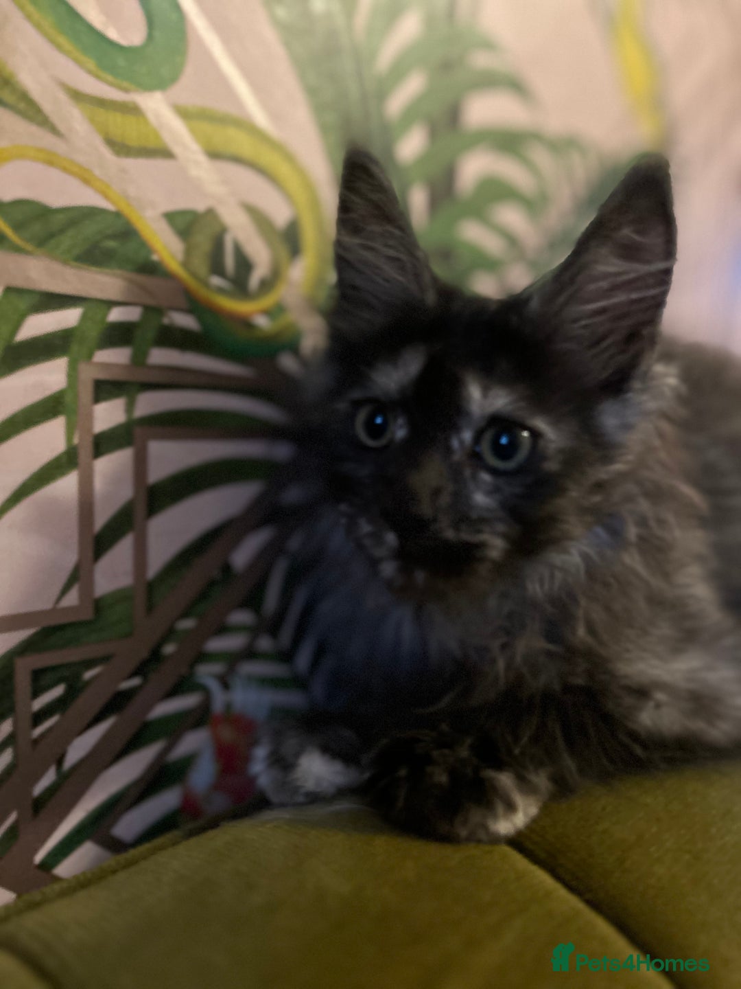 Maine Coon cats for sale: 🔥 TICA Maine coon kittens 🔥  READY NOW 💕💕 - Image 38