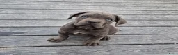 Cane Corso dogs for sale: 💜 IMPRESSIVE FULL PEDIGREE CANE CORSO LITTER 💜 - Advert 6
