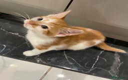 Mixed Breed cats for sale: 2 beautiful ginger boys  - Image 2