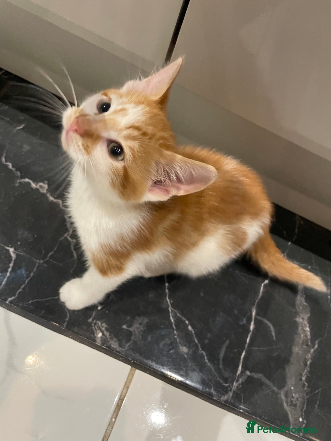 Mixed Breed cats for sale: 2 beautiful ginger boys  - Image 2