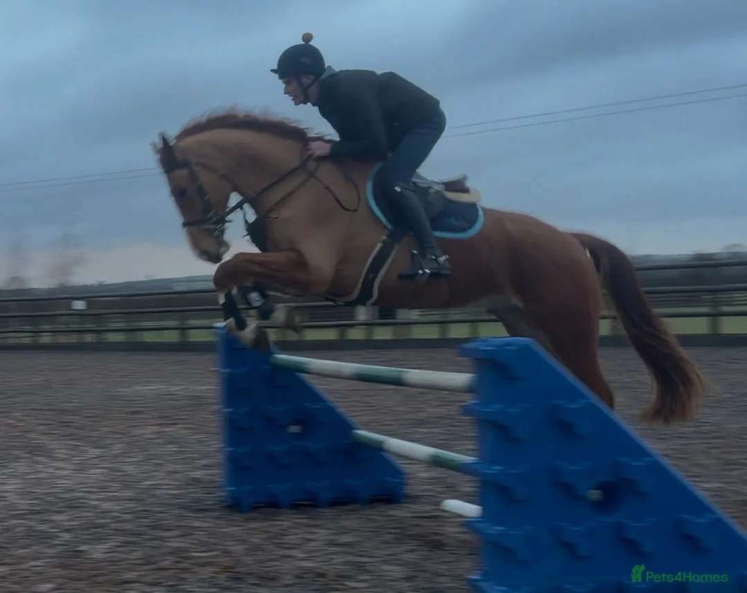 Irish Sports horses for sale: Family dream  - Advert 3