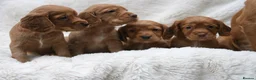 Cocker Spaniel dogs for sale: 🌟 EXCEPTIONAL COCKER SPANIEL PUPPIES 🌟 - Advert 4