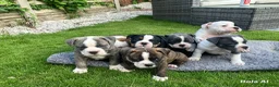 Olde English Bulldogge dogs for sale: Olde English bulldogge f2 - Advert 1