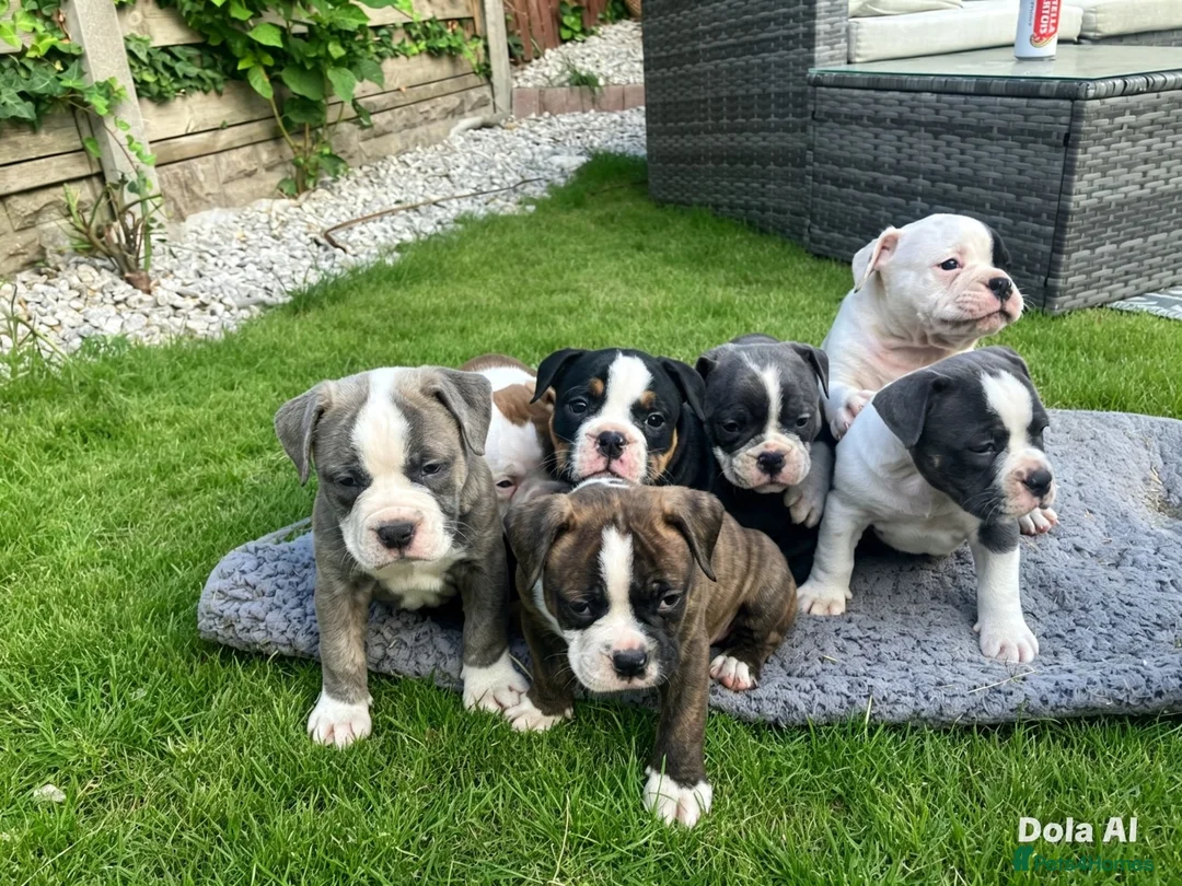 Olde English Bulldogge dogs for sale: Olde English bulldogge f2 - Advert 1