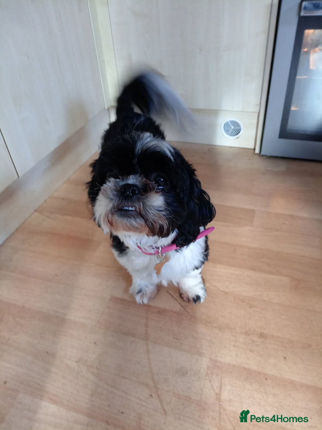 Shih Tzu dogs for sale: TWO CHOCOLATE SHIHTZU PUPS - Advert 2