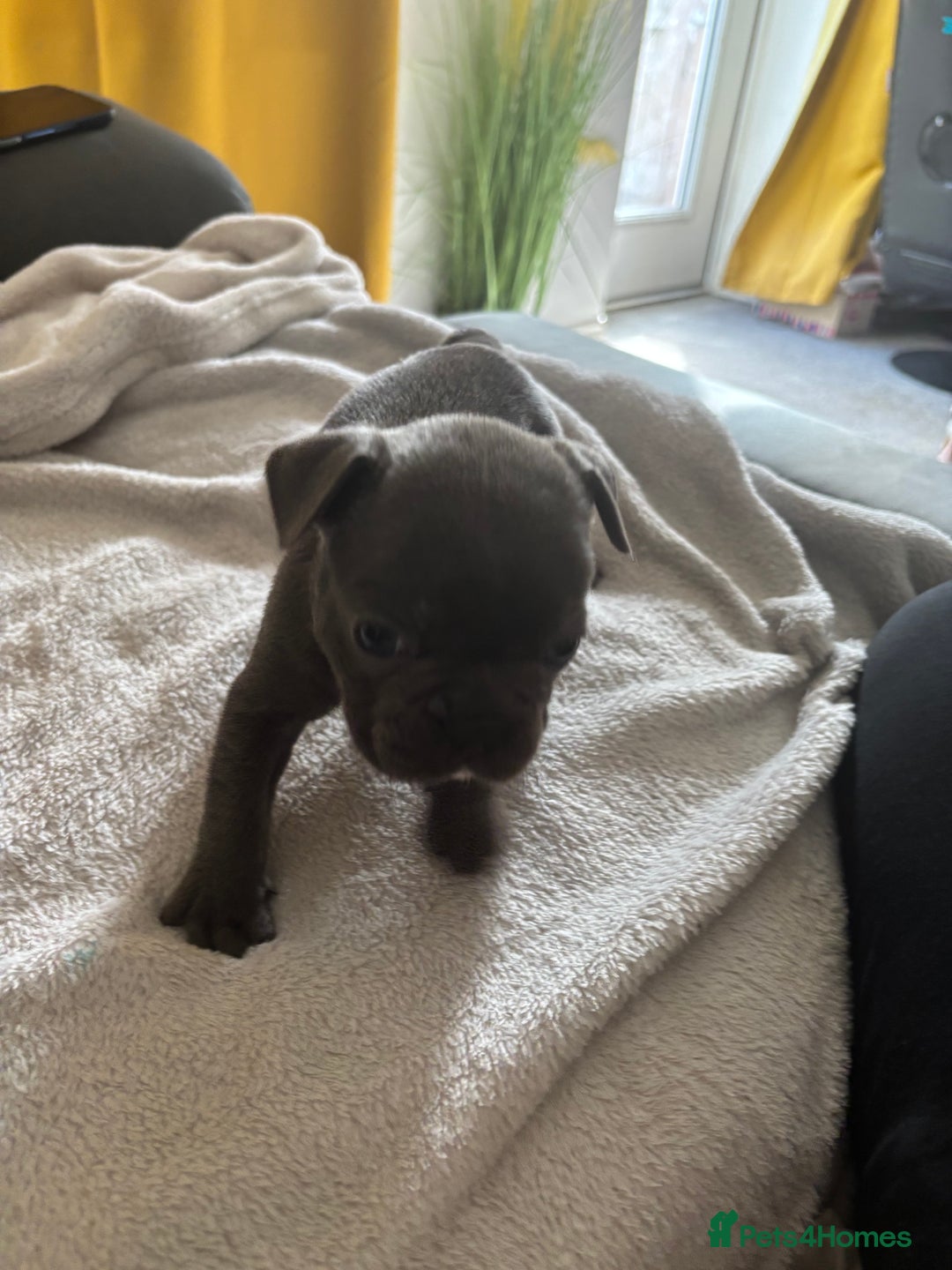 French Bulldog dogs for sale: Adorable French bulldog puppies for sale - Image 9
