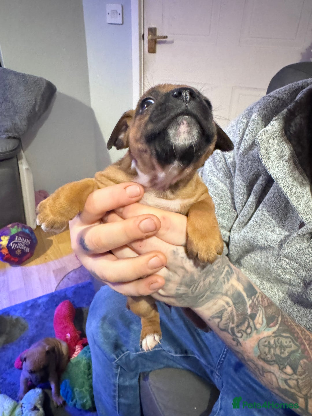 Staffordshire Bull Terrier dogs for sale: Stunning Female  Staffy x Pups - Advert 12