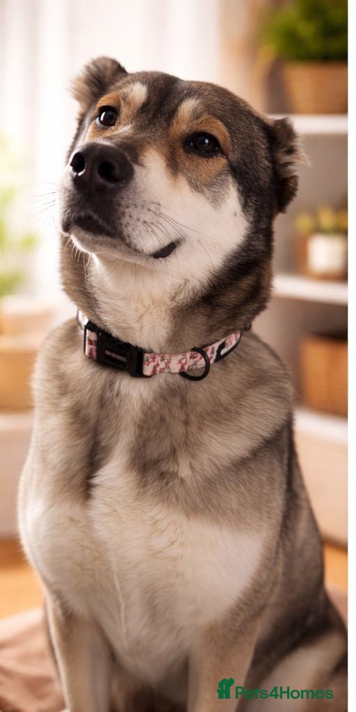Mixed Breed dogs Beautiful Kira - Advert 1