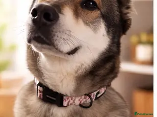 Mixed Breed dogs for sale: Beautiful Kira - Advert 2