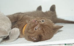 British Shorthair cats for sale: 🐾 British Shorthair Kittens Looking for Homes 🏡 - Image 13