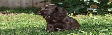 Cocker Spaniel 5