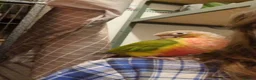 Conures birds for sale: Green cheek conure with cage and toys in Holmfirth - Advert 3