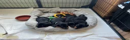 Miniature Dachshund dogs for sale: Kc reg miniature dachshunds - 2 girls - 2 boys  - Advert 17