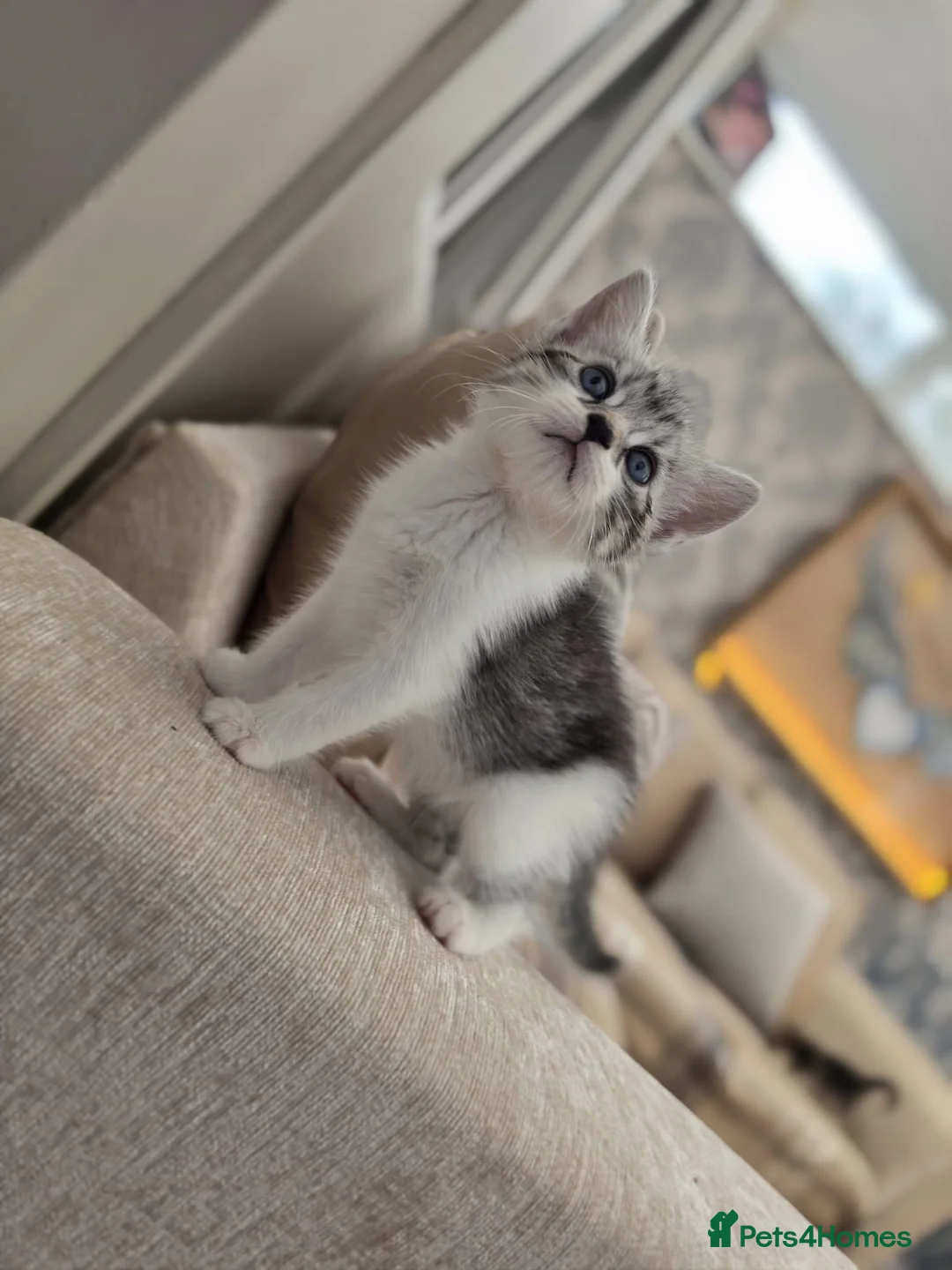 Mixed Breed cats for sale: Lilac tabby kittens  in Towcester - Advert 1