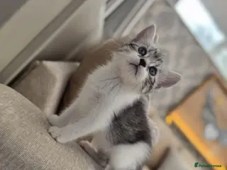 Mixed Breed cats Lilac tabby kittens - Advert 2