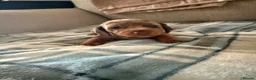 Miniature Dachshund dogs for sale: 2 dapple female mini dachshunds  - Advert 10