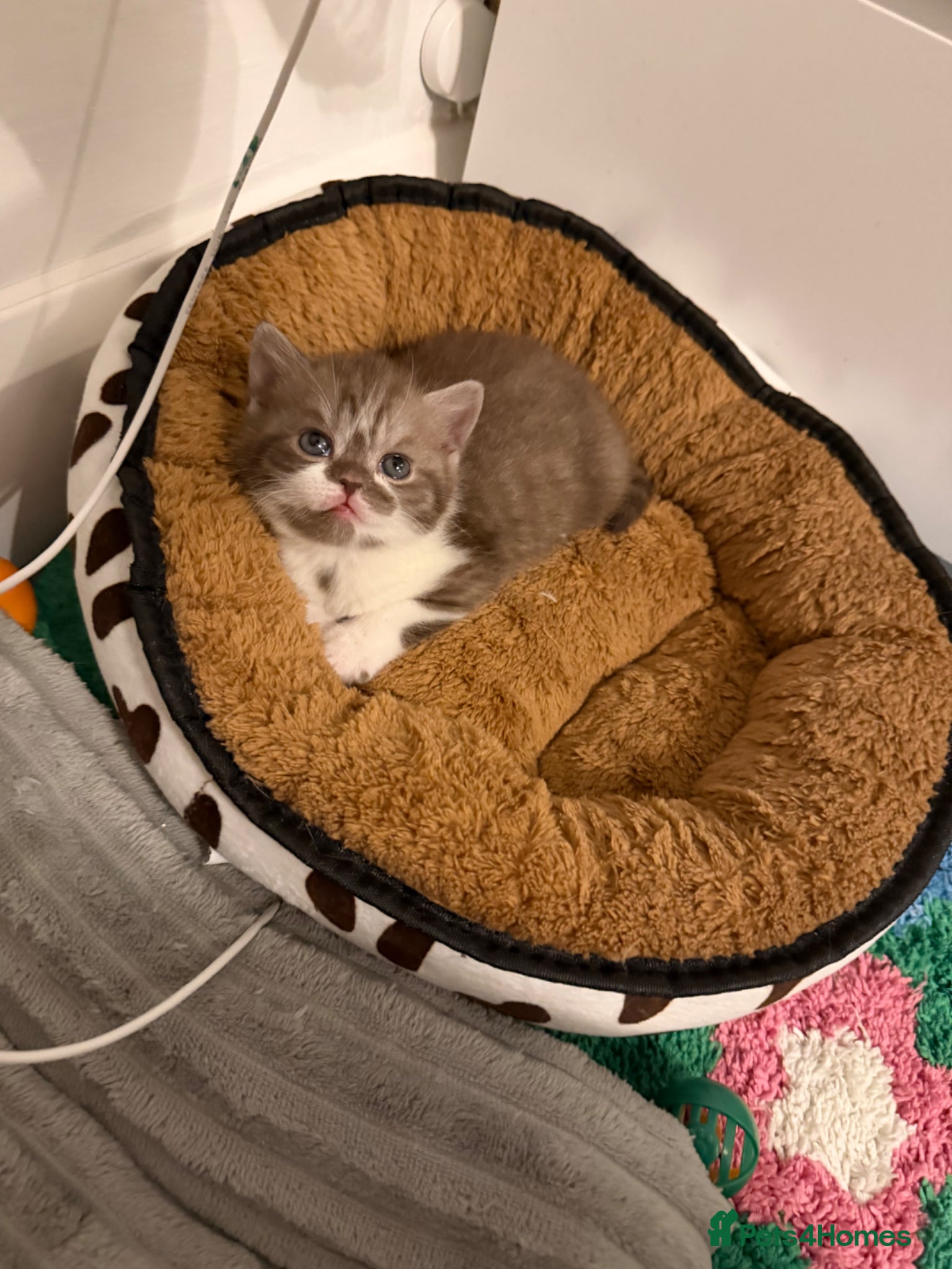 British Shorthair cats BSH kittens💚💙💜🧡🎀🎀🎀 - Advert 2