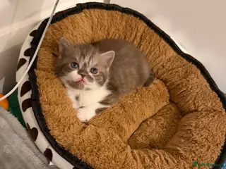 British Shorthair cats BSH kittens💚💙💜🧡🎀🎀🎀 - Advert 3