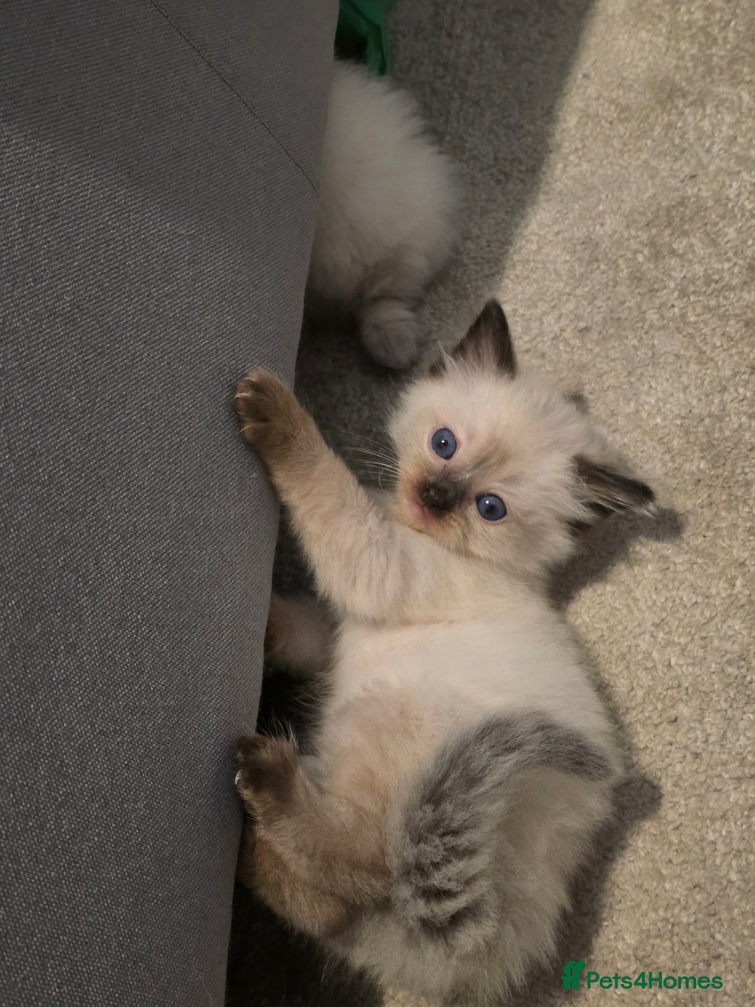 Ragdoll cats for sale: Pure ragdoll kittens  - Advert 4