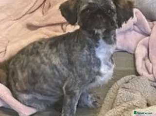 Shih Tzu dogs in Ashton-under-Lyne - Advert 2