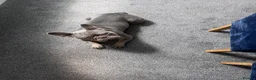 French Bulldog dogs for stud: Keeko - Advert 4