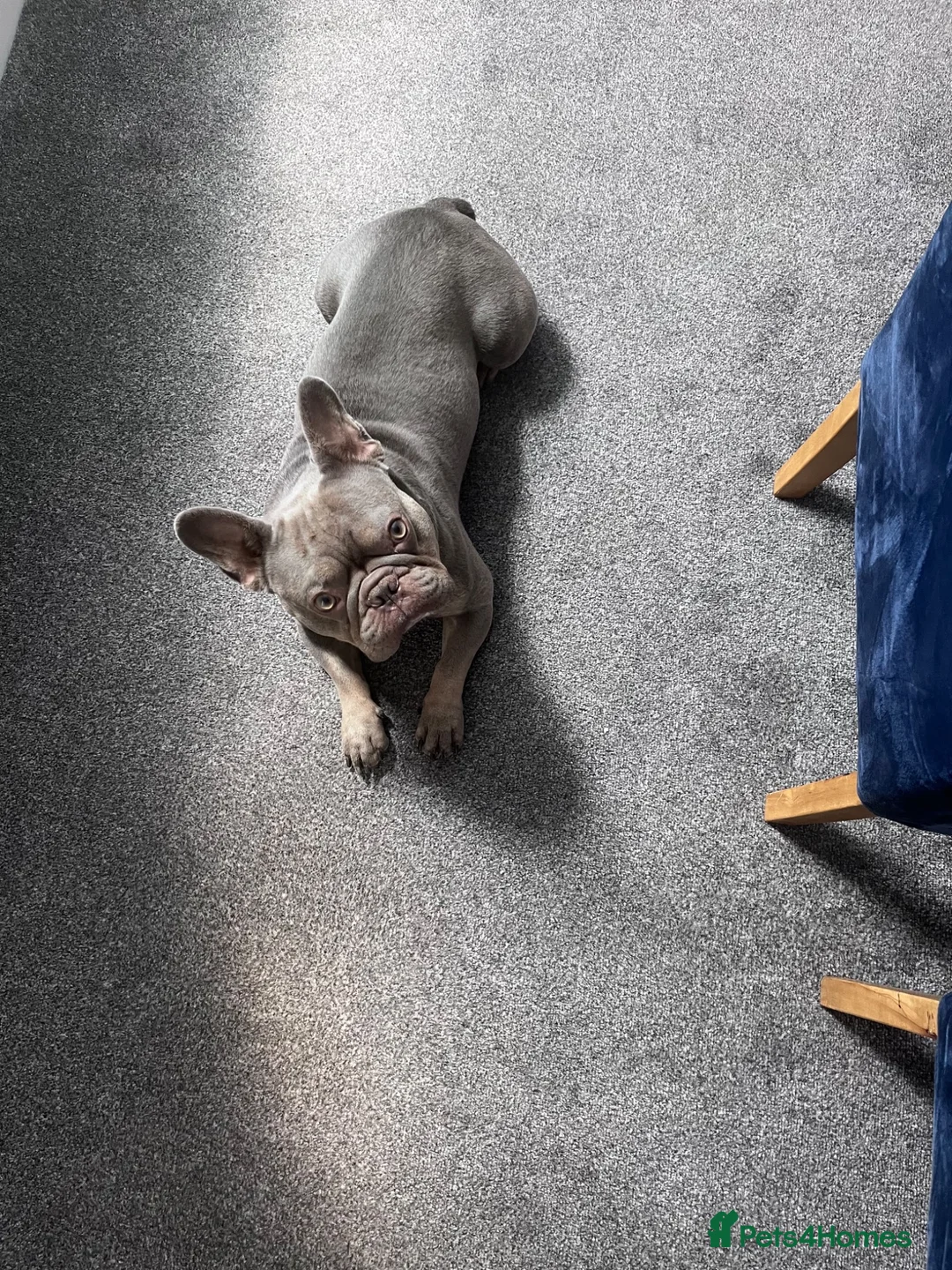 French Bulldog dogs for stud: Keeko - Advert 4