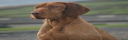 Hungarian Vizsla dogs for stud: Imported Head keeper owned stud  in Skipton - Advert 1