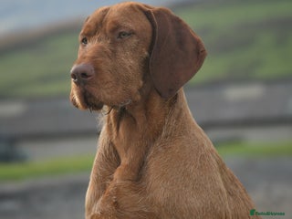 Hungarian Vizsla dogs in Skipton - Advert 2