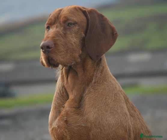 Hungarian Vizsla dogs in Skipton - Advert 1
