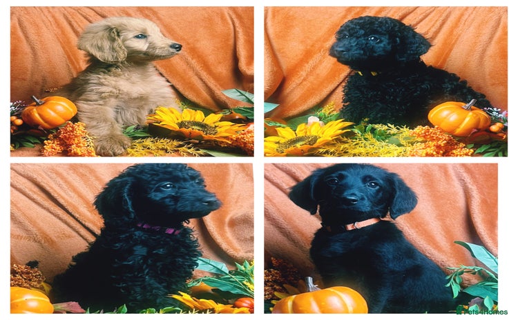 Double Doodle dogs - Advert 1
