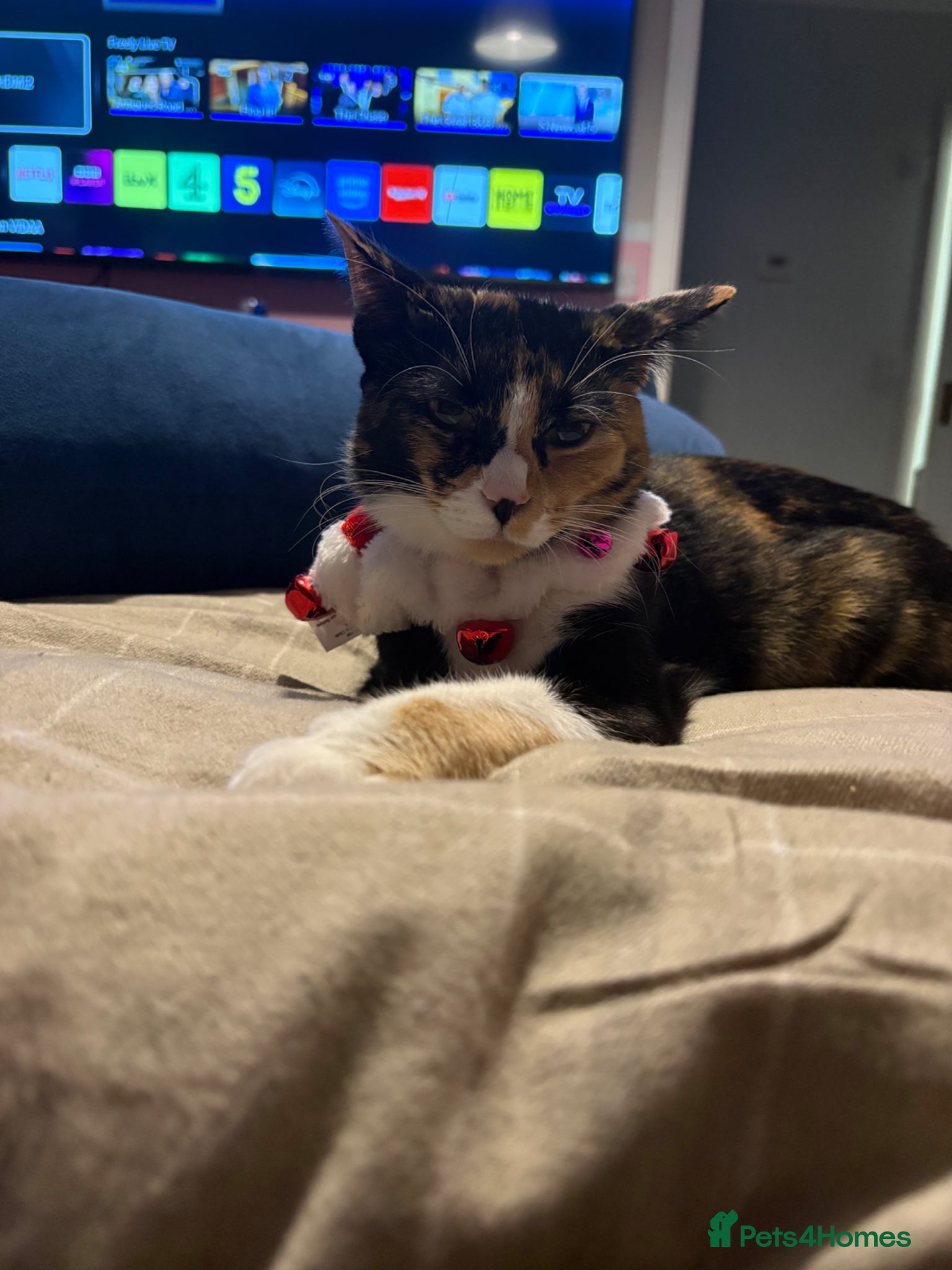 Mixed Breed cats Kitten for sale - Advert 1