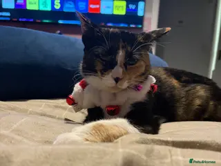 Mixed Breed cats Kitten for sale - Advert 1