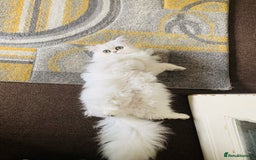 Persian cats for sale: Persian Chinchilla Kittens - Image 22