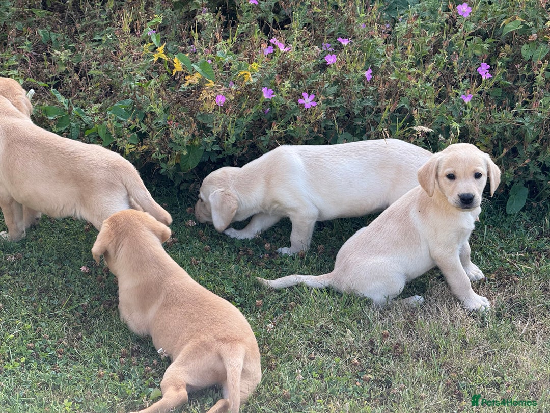 Labrador Retriever dogs for sale: Lovely KC Registered Labrador Puppies - Image 9