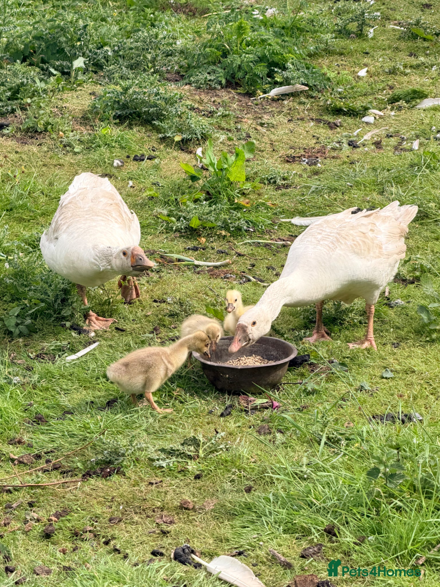 Geese poultry Embden goslings  - Advert 1