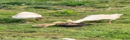 Geese poultry for sale: Embden goslings  in Barnsley - Advert 1