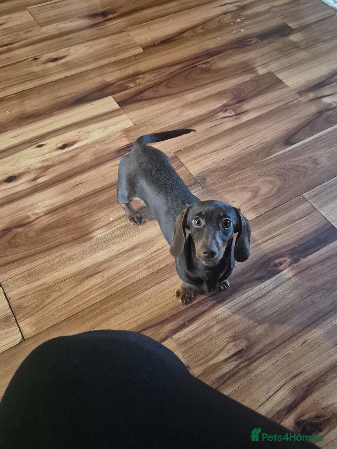 Miniature Dachshund dogs for sale: Unforseen Rehoming  - Advert 2