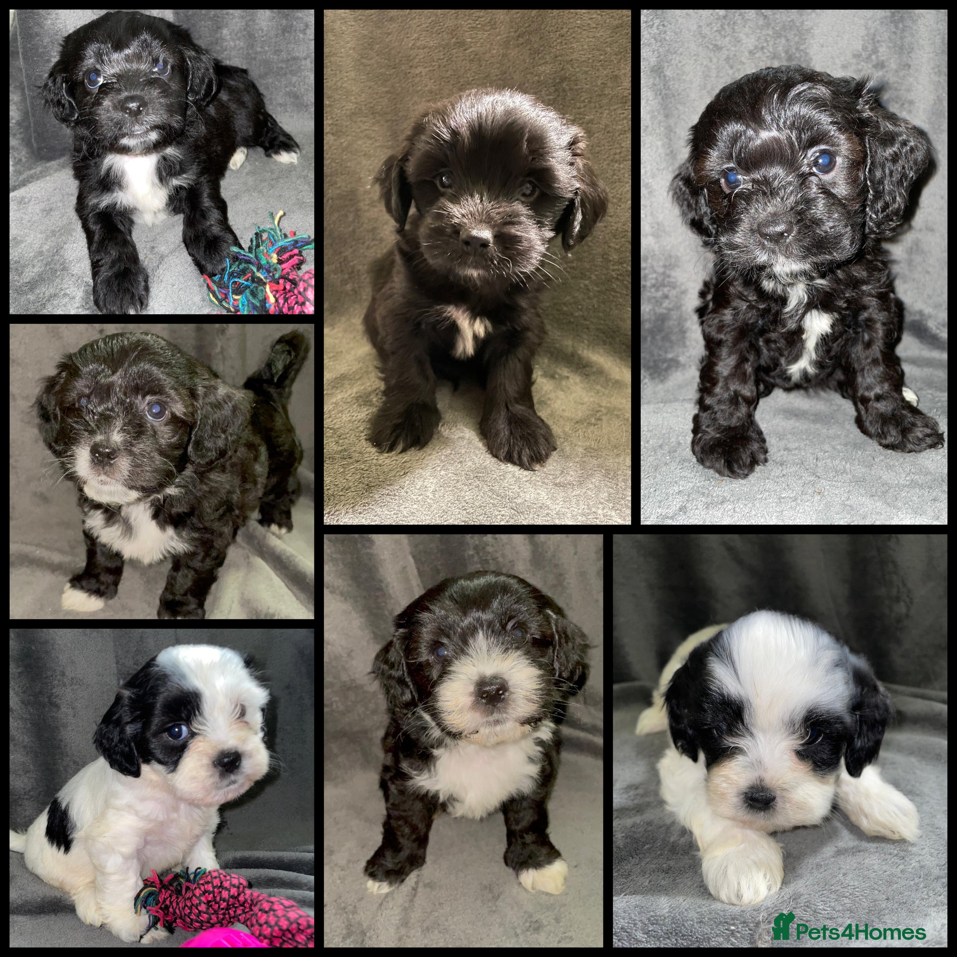 Mixed Breed dogs Stunning Sproodle x Shih Tzu pups ready 26/1 - Advert 4