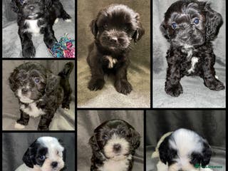 Mixed Breed dogs Stunning Sproodle x Shih Tzu pups ready 26/1 - Advert 1