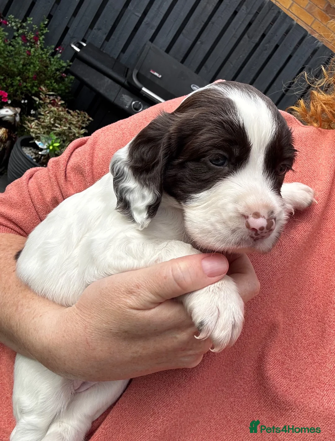 Cocker Spaniel dogs for sale: Beautiful last cocker spaniel bitch - Advert 3