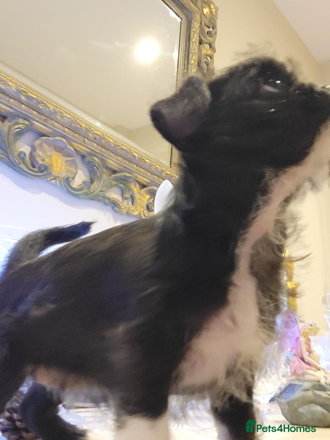 Mixed Breed dogs for sale: Beautiful Chi shi's puppies only 2 Left - Advert 4