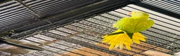 Parakeets birds for sale: Indian Ringneck parrot  - Advert 7